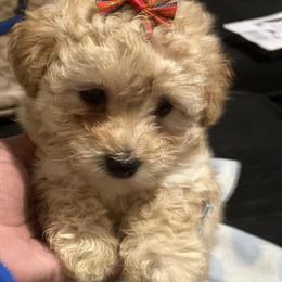 Pomeranian Puppies - Cute and Playful Girls in Detroit, mi