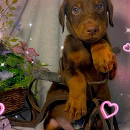 Doberman Puppy Ready for Adoption on August 26 in Spring Hill, fl