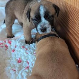 American Bully and Setter Puppies Ready for Forever Homes in Detroit, mi