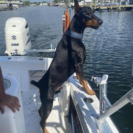 Doberman Puppies Available August 2024 in Spring Hill, fl