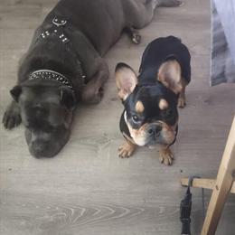 Stud Service: Black Tri Male French Bulldog and Cane Corso in Atlanta, ga