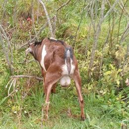 Registered Nubian Dairy Goat Buck Available in Stanwood, mi