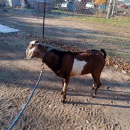 Purebred Nubian Dairy Goats Available in Stanwood, mi