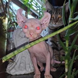 Sphynx kitten available, male, great with kids and other pets in Amelia, oh
