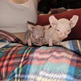 Sphynx Cats Available - Males and Females, Various Ages and Colors in Amelia, oh