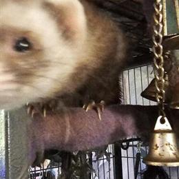 Bonded Ferrets for Rehoming - Male and Female, 5 Years Old in Amelia, oh