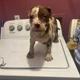 5-Year-Old Male Bulldog and 4-Month-Old Male Puppy for Rehoming in Charlotte, nc