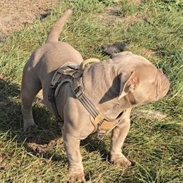 American Bully Male Stud Available for Rehoming in Rochelle, il