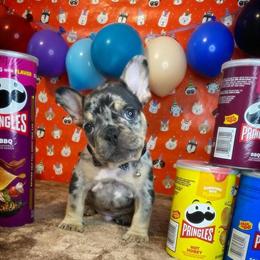 Merle French Bulldog Male Available for Adoption in Hampton, va