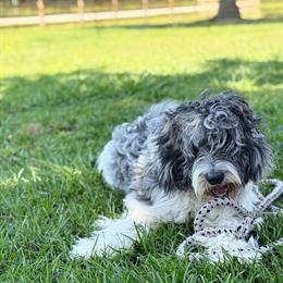 GoldenDoodle - Energetic Male, 14 Months, Housebroken in Loris, sc