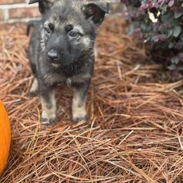 German Shepherd Puppies for Adoption in Sumter, sc