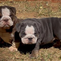 English Bulldog Puppies Available in Oklahoma City, ok