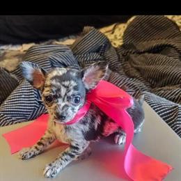 Chihuahua Puppies with Big Personalities Available in Oostburg, wi