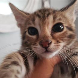 Bengal and Maine Coon Mix Puppy Available in Garrett, in