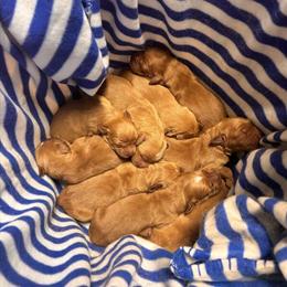 Red Golden Retriever Puppy Ready for New Home on October 4th in Lapeer, mi