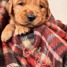 AKC Red Golden Retriever Puppy Ready October 4th in Lapeer, mi