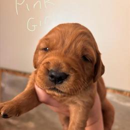Golden Retriever Puppies Available for Adoption in Lapeer, mi