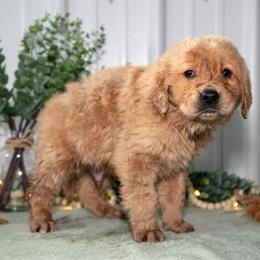 Golden Retriever Puppies Ready for Loving Homes in Millersburg, oh