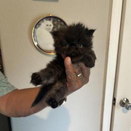 Persian Kittens Available - 6 Weeks Old with First Shots in Portland, or