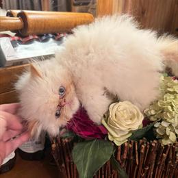 Purebred Persian Kittens Available for Christmas in Nashville, tn