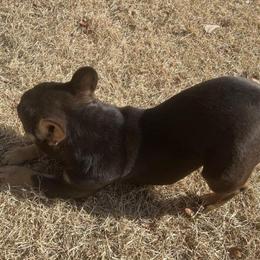 Young Adult Female French Bulldog Available in East Stroudsburg, pa