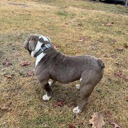 English Bulldog Stud Service Available in East Stroudsburg, pa
