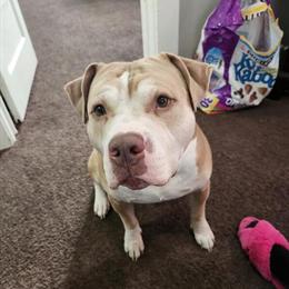 Older Red Bully Needs a Forever Home in Fort Wayne, in
