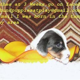 Dachshund Puppies Available in New Port Richey, fl