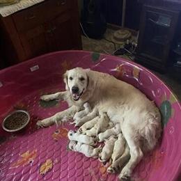 AKC Golden Retriever Puppies Ready for New Homes in Milltown, wi