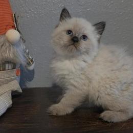 Himalayan Persian Kittens Looking for Forever Homes in Crossville, tn