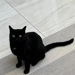 Siamese cat and two friendly male cats available in Dearborn, mi