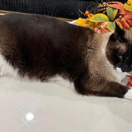 Rehoming Siamese Cat in Dearborn, mi