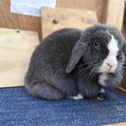 Holland Lop Bunnies for Adoption - Various Colors and Prices in Ann Arbor, mi