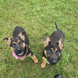 German Shepherd Puppies Ready Now in Fort Wayne, in