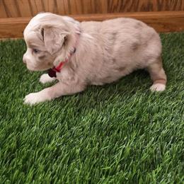 Toy Australian Shepherd Puppies Ready for New Homes in Fort Wayne, in