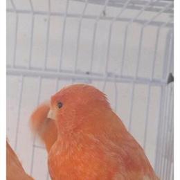 Red Factor Canaries for Discussion in La Puente, ca