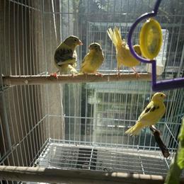 Canary for Sale in Oak Lawn, il