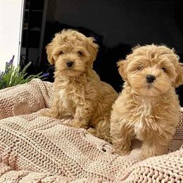 Maltipoo Puppies Ready for Forever Homes in Dallas, tx
