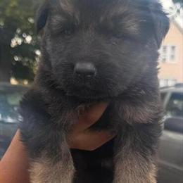 German Shepherd Puppies Available for Forever Homes in Dearborn, mi