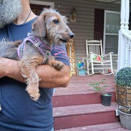 Dachshund Female Available for Good Home in Griffin, ga