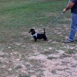 Dachshund Male Available for Adoption in Griffin, ga
