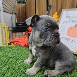 French Bulldog Puppies Available - 7 Weeks Old in Chicago, il