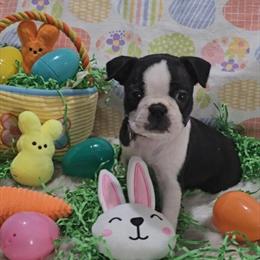 Boston Terrier Puppies Available in Clinton Township, mi