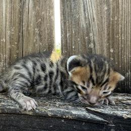 Show Quality Bengal Kittens Available in Oklahoma City, ok