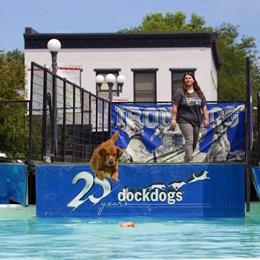 Golden Retriever Stud Available for Breeding in Bloomington, il