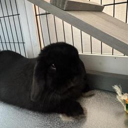 Holland Lop Rabbit Bruno Needs a Loving Home in Lorain, oh
