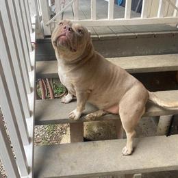 American Bully for Adoption in Pittsburgh, pa
