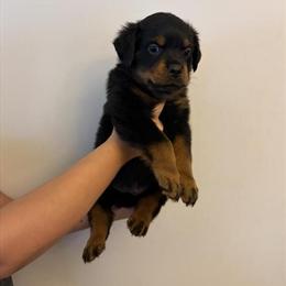 Champion Rottweiler Puppies with Great Bloodlines Available in Virginia Beach, va