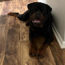 Champion Rottweiler Import for Stud in Virginia Beach, va