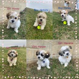 Bichon Frise puppies for sale in Shelby, oh